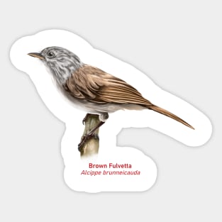 Brown fulvetta | Alcippe brunneicauda Sticker